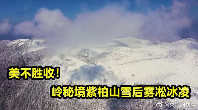 还有这种猫!扒着男主人不放还对男主人做这种事,醋坛子都翻了!